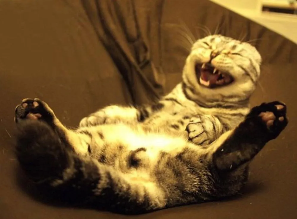 funny-cat-laughing-so-hard-6722.webp