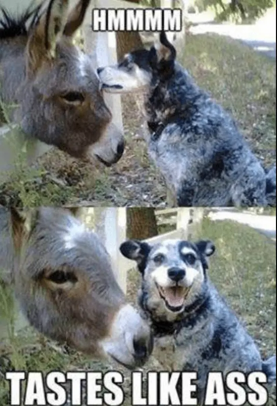 Funny-dog-and-donkey-meme.webp
