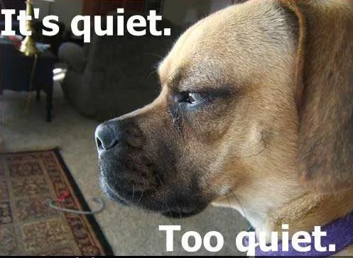 funny-dog-pictures-quiet-too-quiet.webp