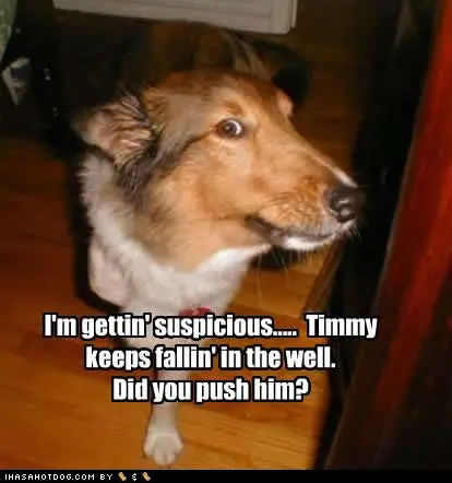 funny-dog-pictures-timmy-well.webp