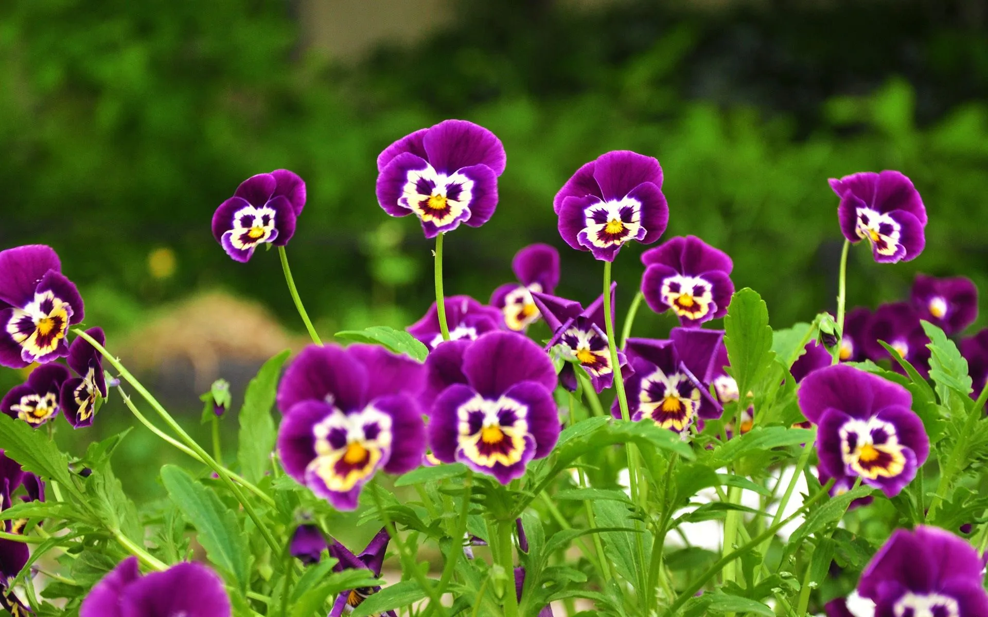 FUNNY-FACE-PURPLE-FLOWER-BACKGROUND-WALLPAPER-FOR-DESKTOP-2014.webp