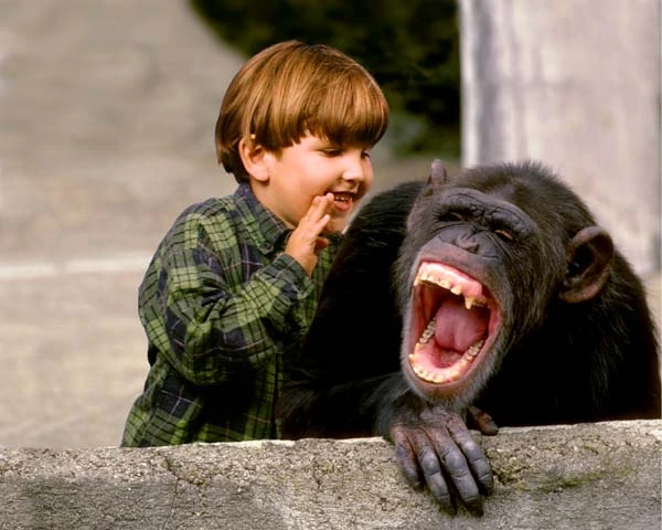 Funny Laughing Chimp.webp