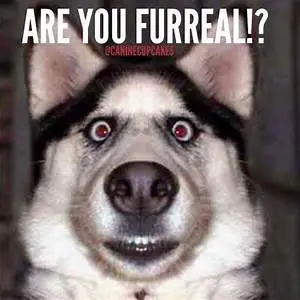 FURREAL.webp