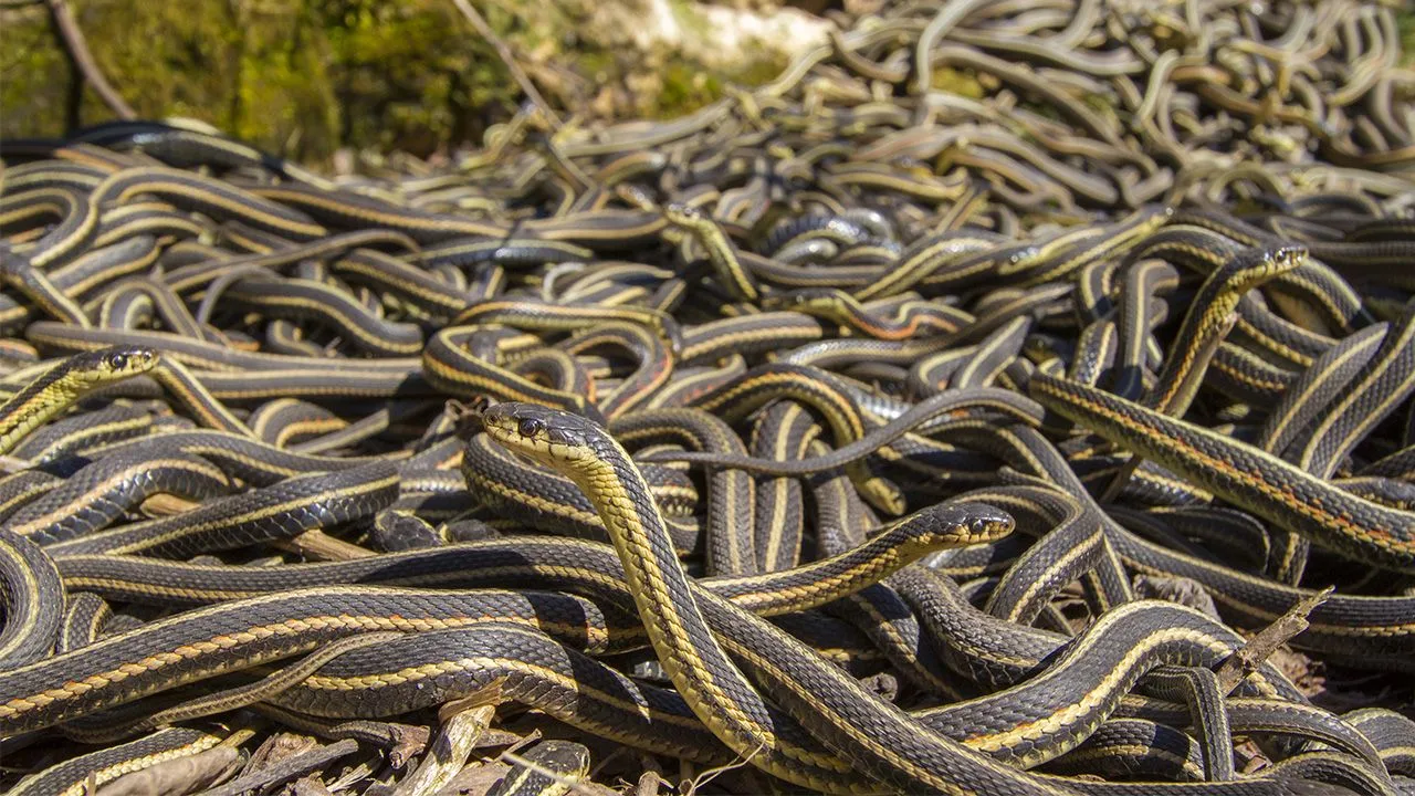garter_snakes_1280x720.webp