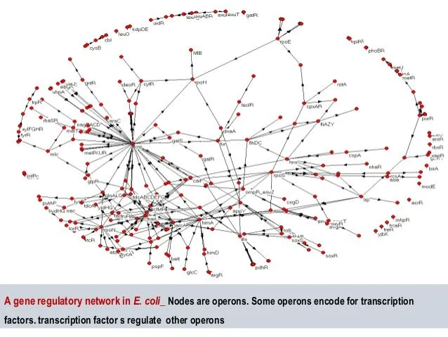 gene-regulatory-networks-4-638.webp