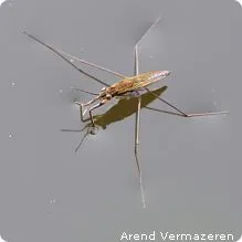 gerridae.webp