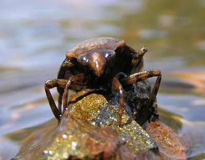 giant_water_bug.webp