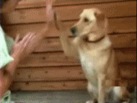 gif.gif
