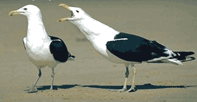 *****.gif