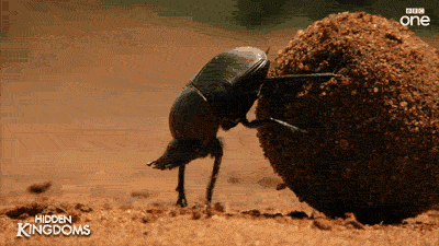 giphy (1).gif