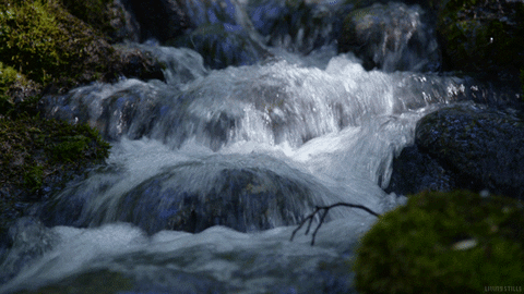 giphy (36).gif