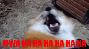 giphy-6.gif