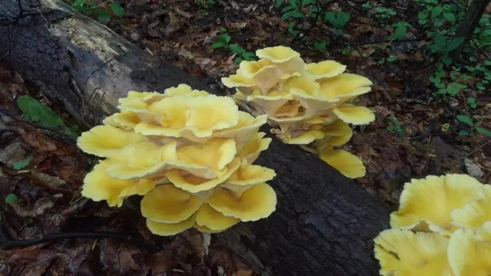 golden oyster mushrooms1.webp
