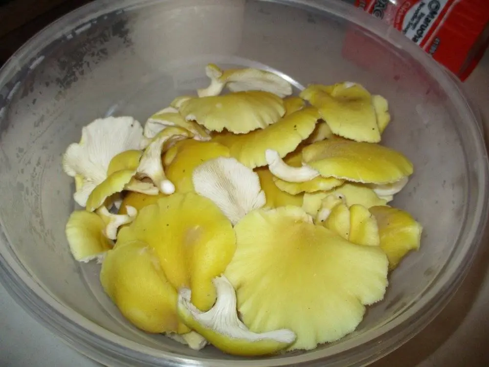 golden oyster mushrooms2.webp