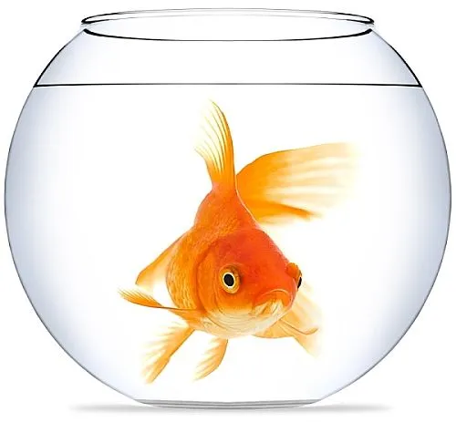 Goldfish-bowl-for-business-cards.webp