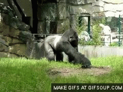 gorrila.gif