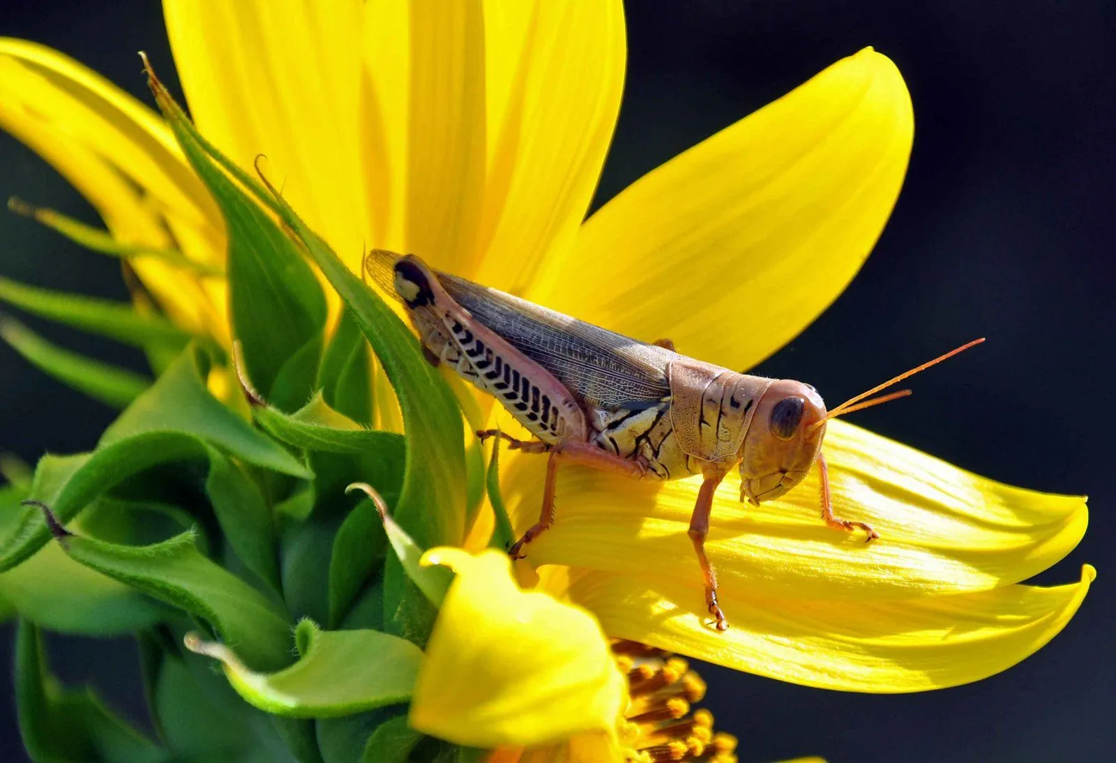 grasshopper_web.webp