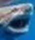 great white2.webp