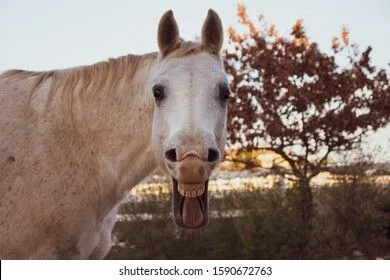 grey-quarter-horse-portrait-giving-260nw-1590672763.webp