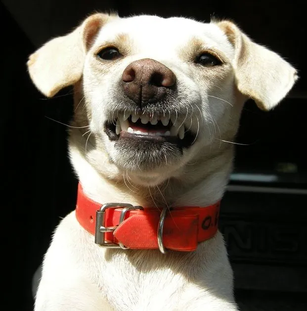 grrrrrrrr-44581a3.webp