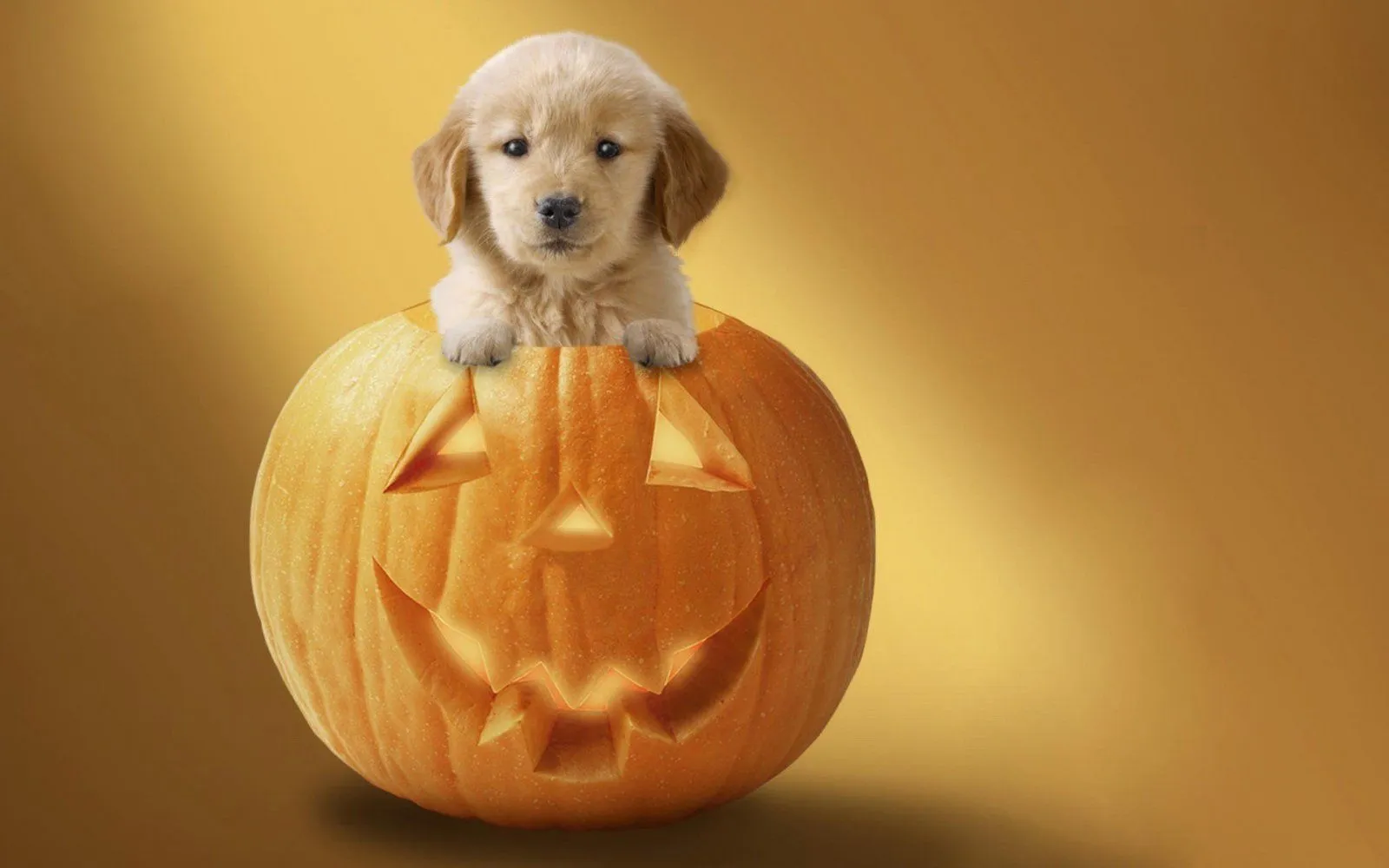 Halloween-Puppy-Backgrounds-Wallpaper-1.webp