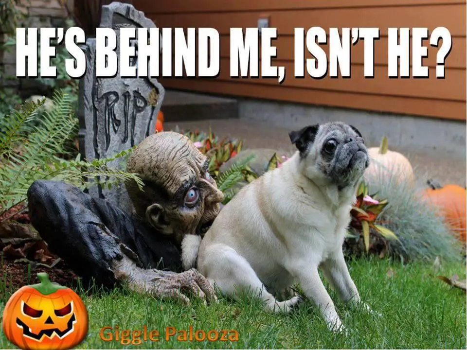 halloween-with-dog.webp