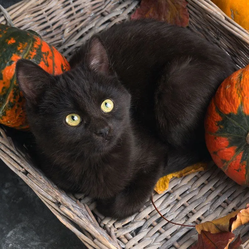 halloween_cat.webp