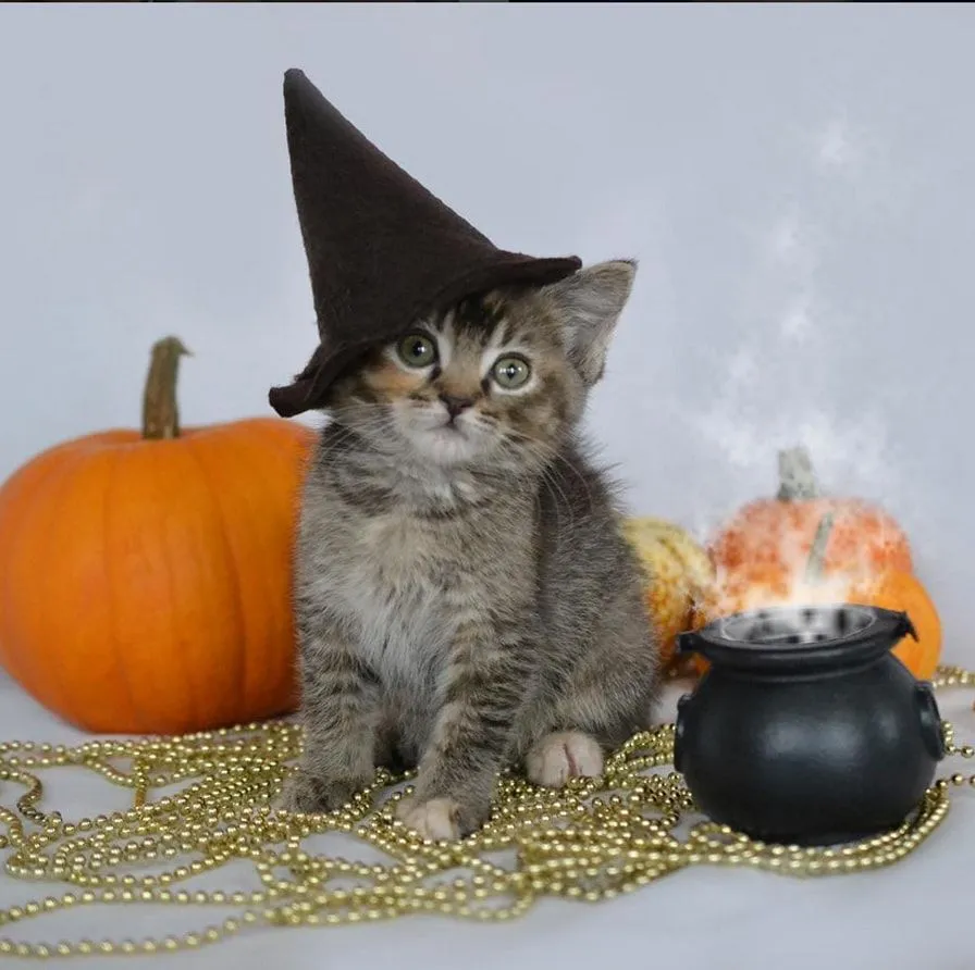 Halloween_Witch_Costume.webp