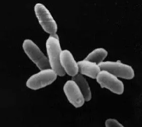 Halobacteria.webp