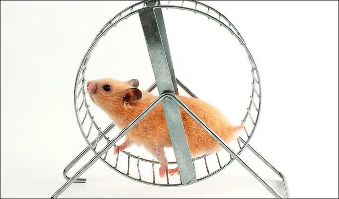 Hamster-wheel.webp