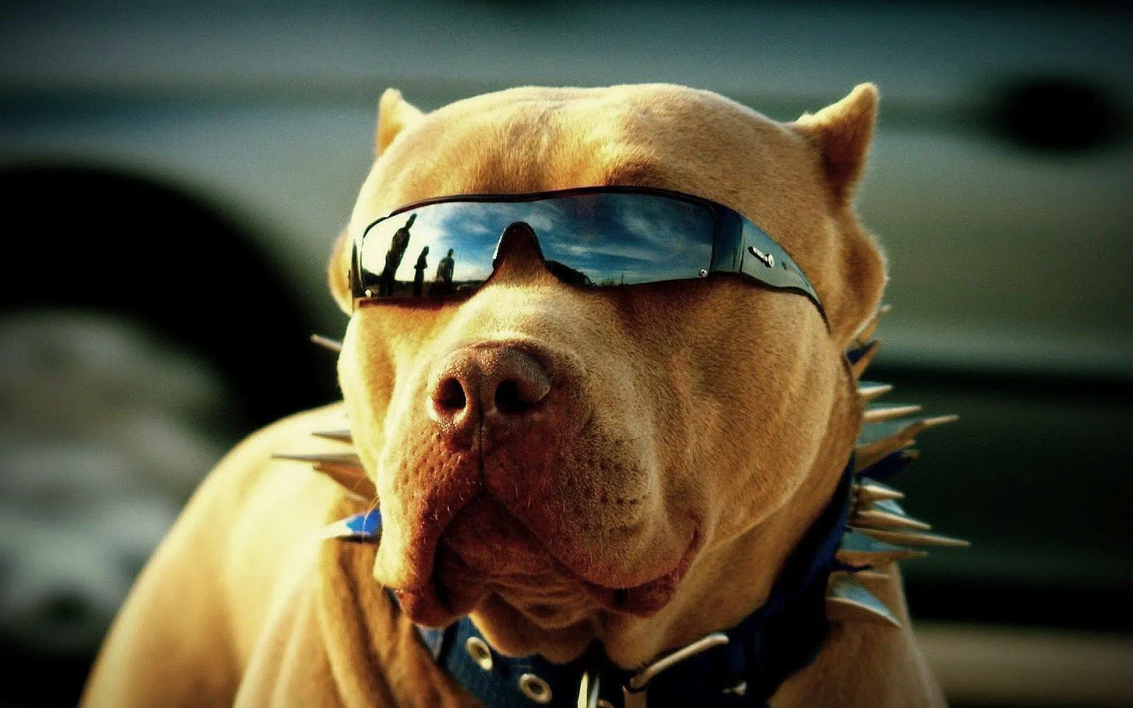 handsome-pitbull-dog-hd-wallpaper.webp