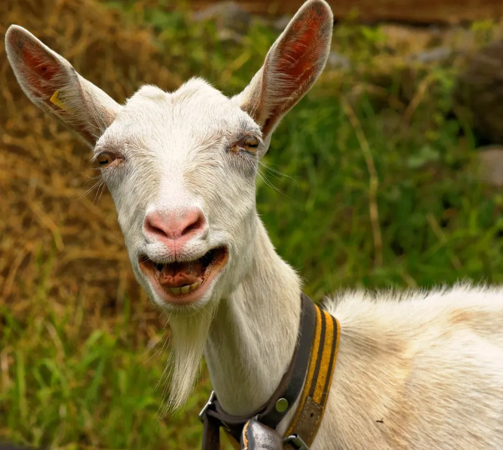 happy goat.webp