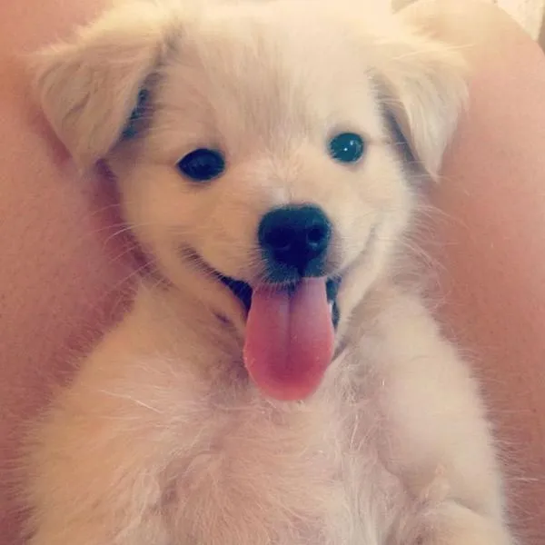 happy-puppies-3.webp