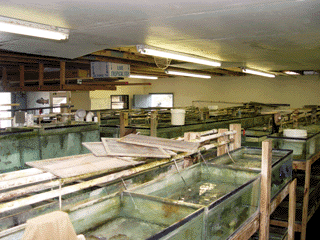 hatchery.gif