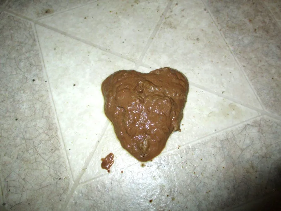 heart shaped cat poop.webp