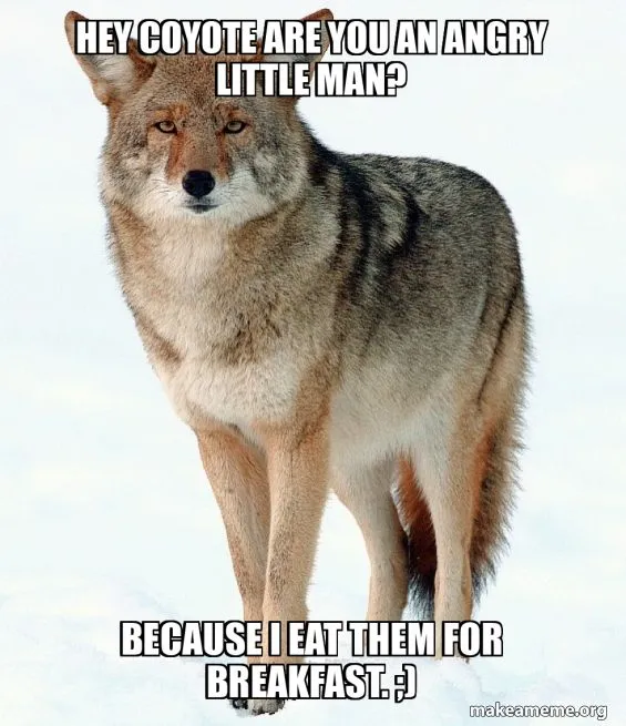 hey-coyote-are.jpg