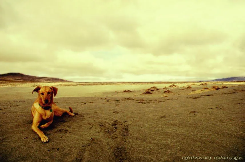 high desert dog text.webp