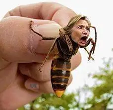 Hilllary Hornet.webp