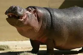 hippo.webp