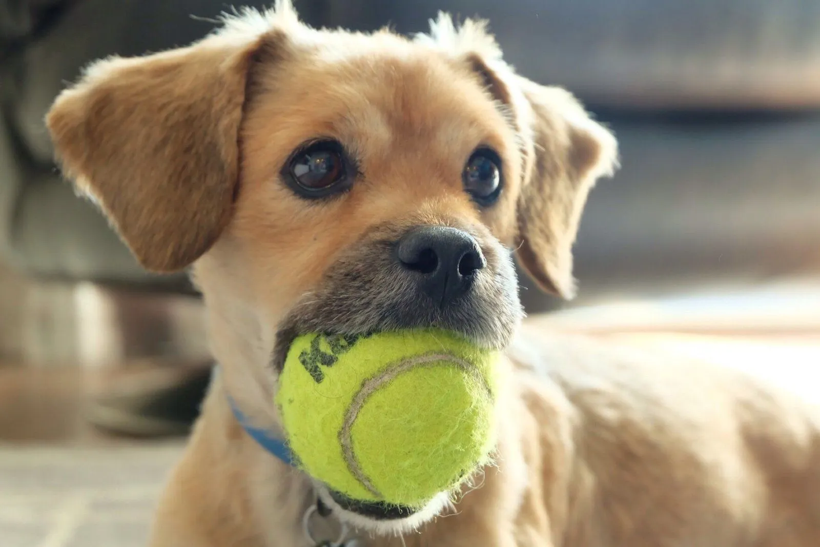 his-toy-dont-touch_t20_EPeWOJ-5ad0cb6f43a1030037f6ae6d.webp