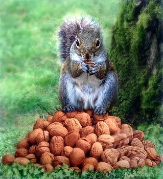 hoardingsquirrel.webp