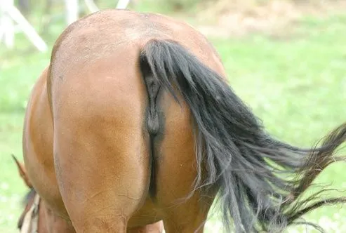 horses-ass-1.webp