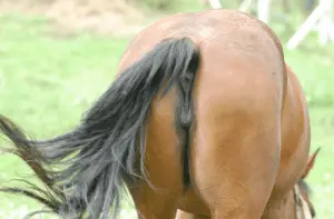 horses ass.png