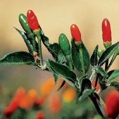 HotPepperPequin.webp