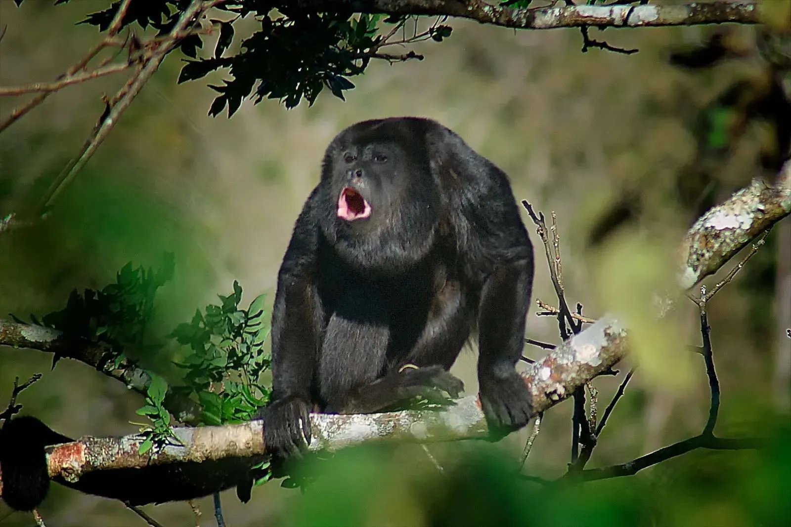 howler-monkey-Costa-Rica.webp