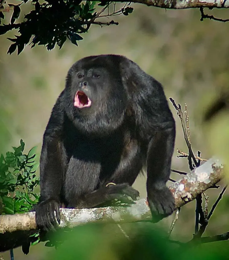 howler-monkey-Costa-Rica.webp