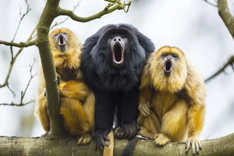 howler-monkey-facts.webp