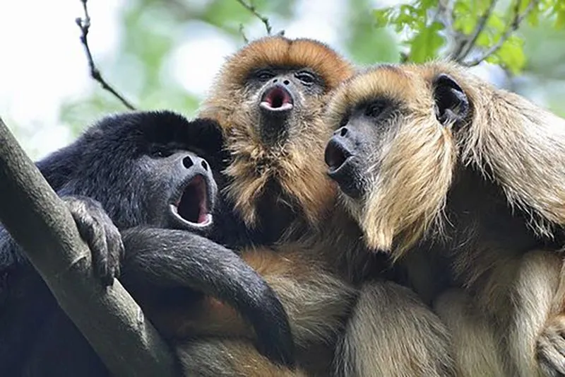 howlermonkey_03.webp