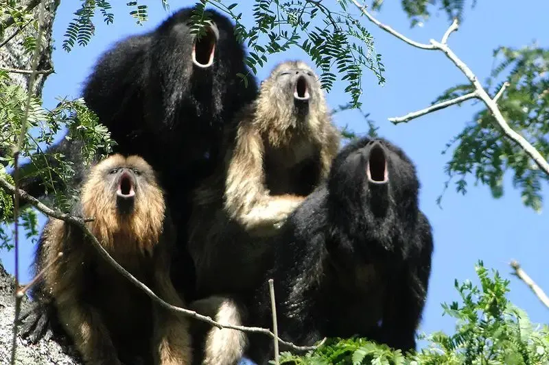 howlers.webp