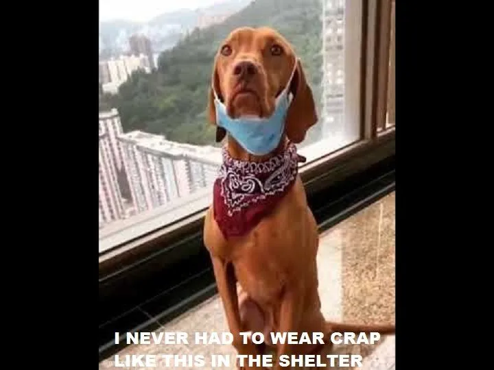 hqdefault.webp